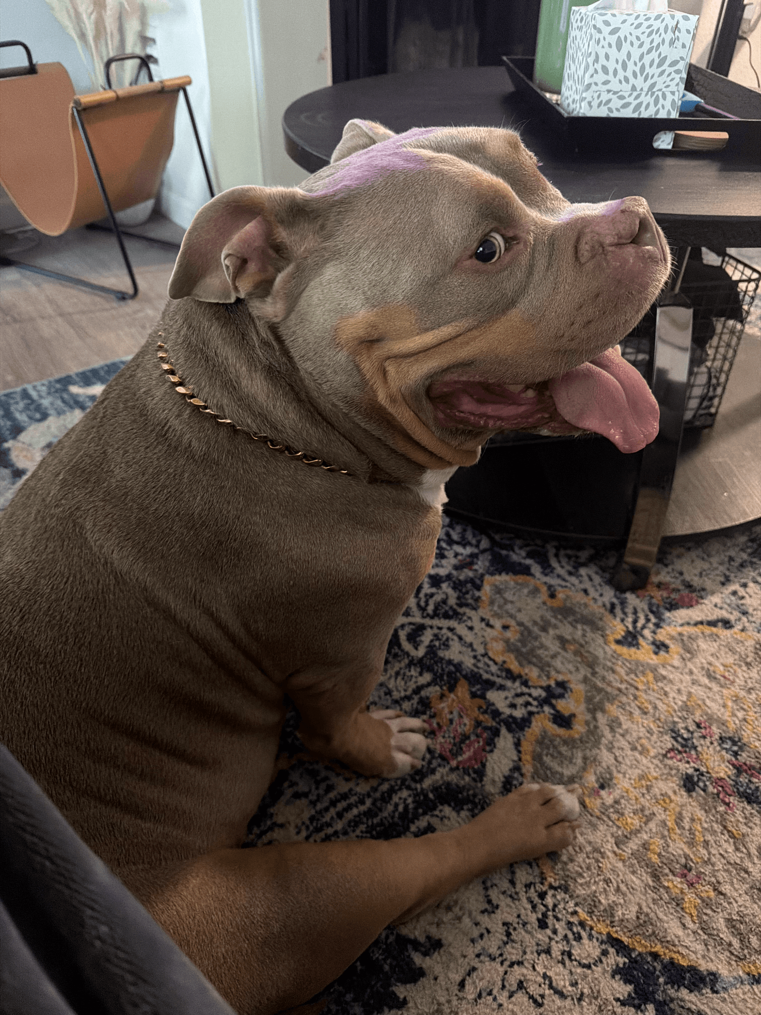 Bella, a fawn-coated bully mix, smiling on a patterned rug in the late afternoon light.