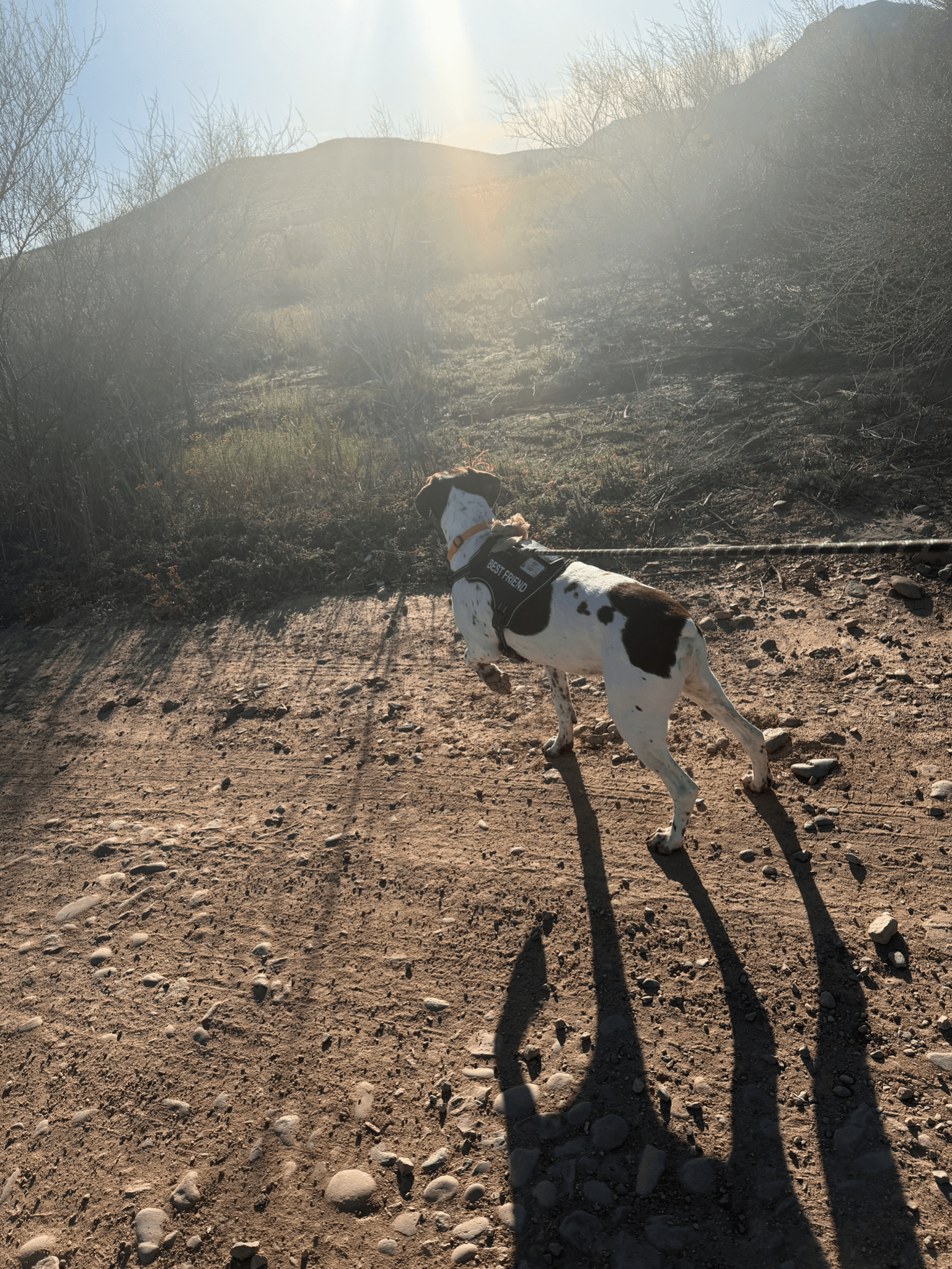 A pointer mix on a sunlit desert trail, the Phoenix mountains glowing in the background.