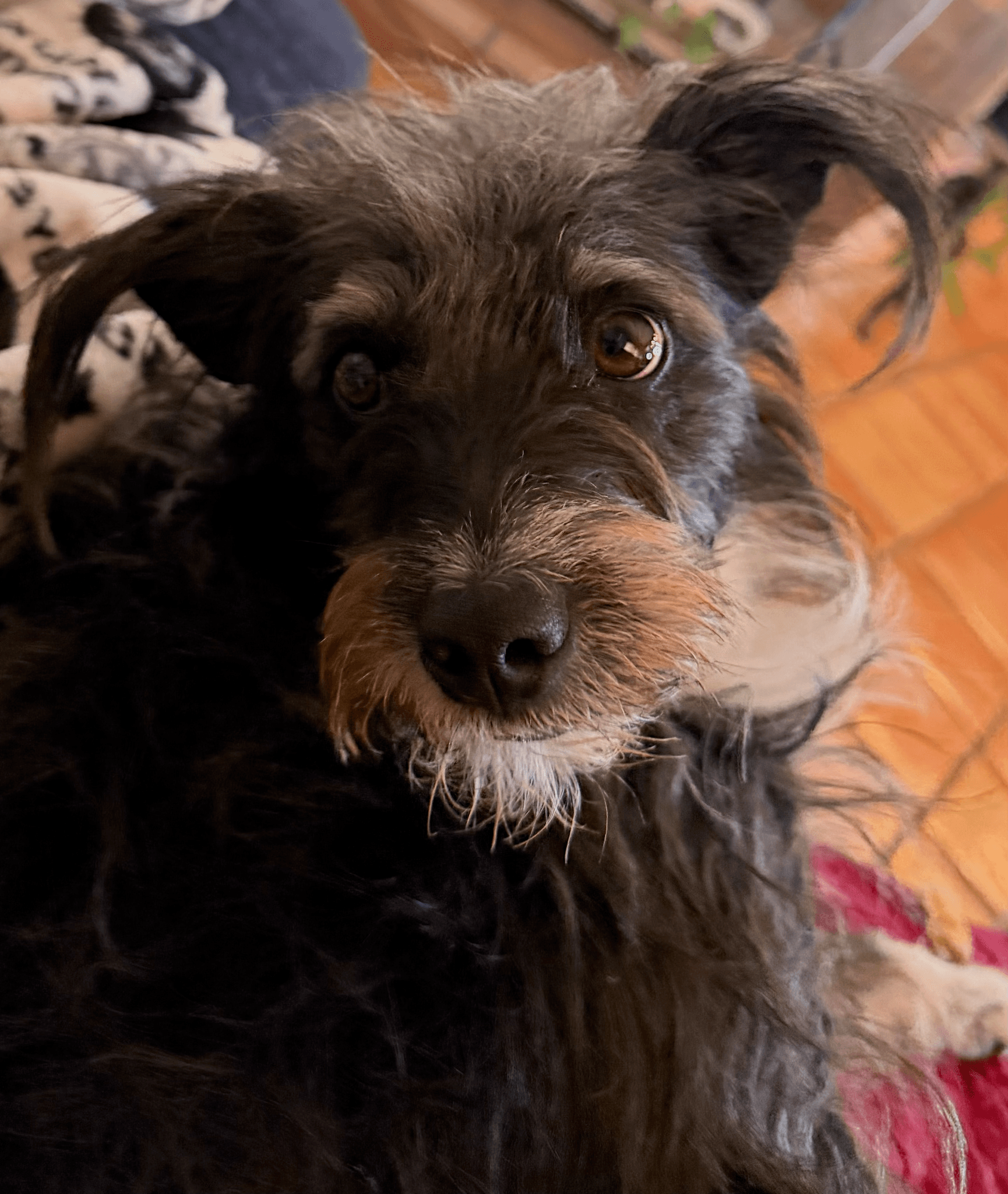 Rocco, a black scruffy schnauzer mix, looking up from his blanket with curious eyes.